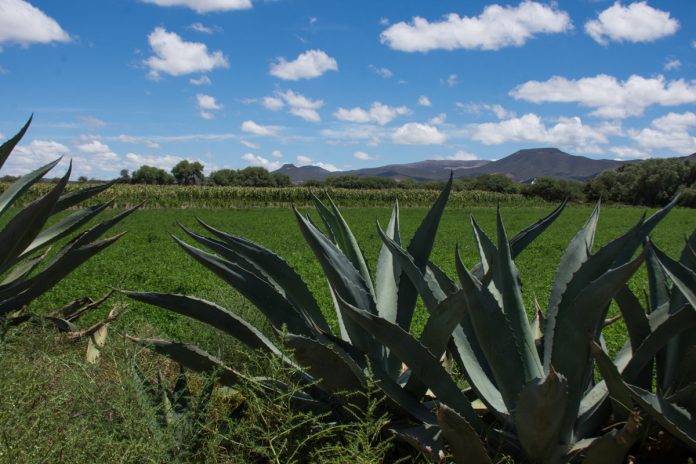 VERIFICARÁN DAÑOS AL CAMPO SOLEDENSE POR BAJAS TEMPERATURAS