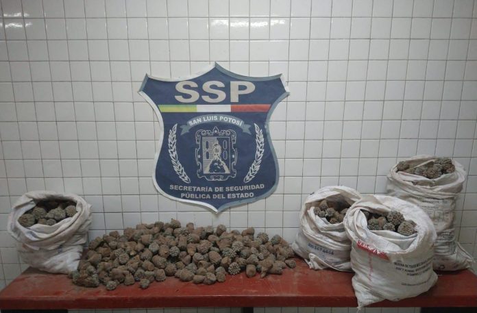 5 DETENIDOS POR POSESIÓN DE PEYOTE