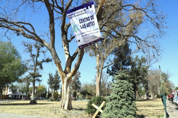 ENTRAN EN SERVICIO CENTROS DE ACOPIO DE ÁRBOLES NAVIDEÑOS EN LA CAPITAL