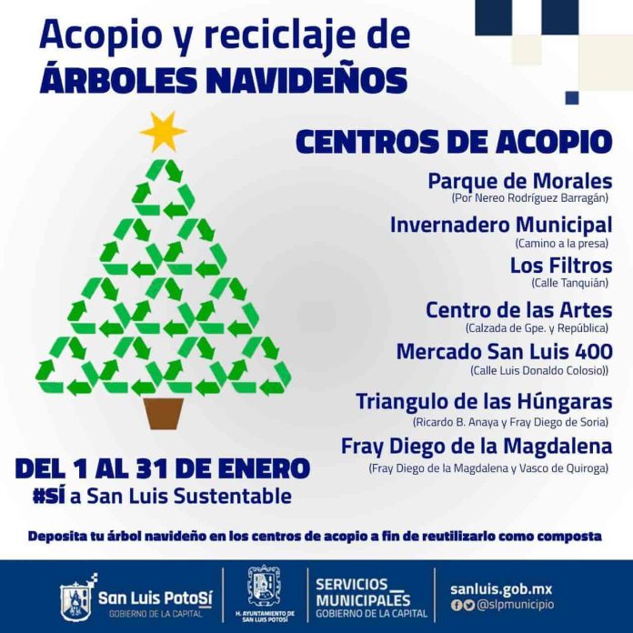 AYUNTAMIENTO DE SLP ABRIRÁ SIETE CENTROS DE ACOPIO DE PINOS NAVIDEÑOS
