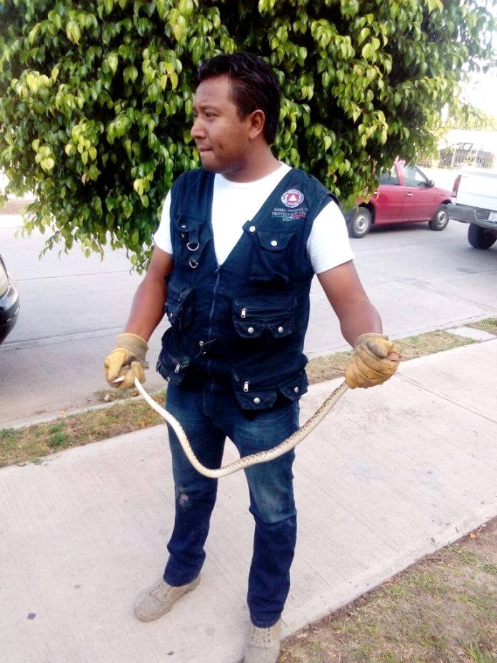 protección civil víbora fauna salvaje